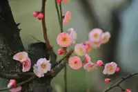 “臘至春還早，紅梅次第開..”隨風向陽，面朝大海，靜待春暖花開。。。配圖