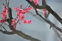 “臘至春還早，紅梅次第開..”隨風向陽，面朝大海，靜待春暖花開。。。配圖