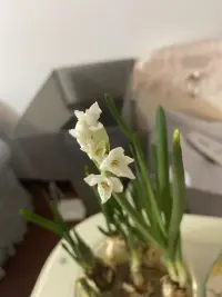 今日立春，立是開始，春是希望，愿人隨春好，春與人宜，向陽而行，春風(fēng)得意，幸福安康。配圖