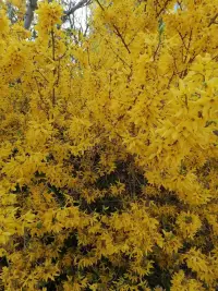 心有花田半畝，何具浮生淺淡……配圖