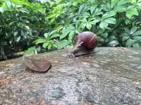 春雨蒙蒙后，偶遇一小動物……配圖