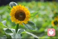 特別喜歡向日葵，積極，向陽而生，即使環(huán)境多么惡劣，只要到了花期，一定把最好的樣子展現(xiàn)出來……配圖