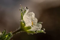 楊絳有一種善利萬物從容，他接受不可改變的一切，不做無謂的較真，同時也努力去改變他能夠改變的。配圖