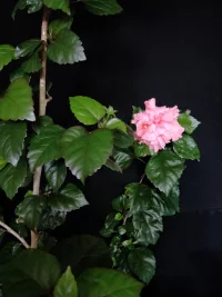 沒有任何人傷害到你，除非你允許配圖