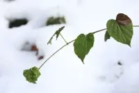 生活本身就是一種心情。幸福并不取決于你擁有什么，你是誰，你在何處，或者你在做什么，決定你是否幸福的關鍵，在于你怎么想，幸福從善待自己的心靈開始。配圖