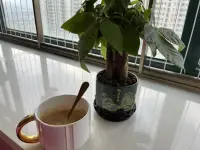 格局打開，你會發(fā)現(xiàn)很多事情，根本不配影響你情緒。活著就是勝利，健康就是目的。配圖