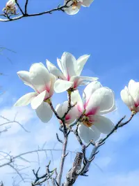 今天看見一顆白玉蘭開得真好!溫暖的春天來了配圖