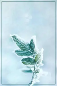 讀書感悟～

幾天的春節(jié)假期，在老家，吃好睡好，身心得以很好的休整。昨晚也是九點多就上床睡覺，沒想到四點多就醒了。百無聊賴之下，便打開《問書》第八期，這一聽，竟迷了去……在問和答的過程中，四名答者就書友的提問，紛紛給出自己的感悟、見解或建議。其中有兩處的問答，特別打動我。一是李曉愚答及的一個書友，面對獨在異鄉(xiāng)打拼而不知如何排解孤獨的打工人，她引用了蘇東坡好友王鞏的一個歌妓，名叫柔奴的事例。她跟隨王鞏被貶至嶺南荒僻之地，并沒有形容枯槁，反而越發(fā)滋潤。蘇不解，問之，她答曰：此心安處是吾鄉(xiāng)……蘇東坡聽后大為感動，便把她的話寫進(jìn)詞當(dāng)中去。家，在我的理解看來，不僅僅是指出生的地方，有房子的地方，或是有家人陪伴的地方，只要你的心是安定的，坦然的，你就有能力給自己一個家。
另一個回答是夏磊提及的去南非參觀當(dāng)年囚禁曼德拉的那間囚室，八平米的房子，有一個小窗，里面到處是書，可想而知被囚禁的27年當(dāng)中，曼德拉是讀了多少書才不被奪大志，而他的意志力又是多么驚人！不止于此，在他出獄時有人問他是否打算懲罰當(dāng)年的典獄長時，他說了一句，如果我此刻心中還有仇恨的話，那我一生也走不出監(jiān)室之外。這是多么讓人豁然開朗的回答！讓你深陷囹圄之中的，也許不是過往，不是他人，不是經(jīng)歷，或許也不是事件本身或環(huán)境，而是你的信念，你的認(rèn)知給自己自設(shè)的桎梏……
讀書有什么好處？其實我也說不上來太多具體的，但是在遇到一些事情一些特殊時期的時候，它往往像一把火把，引領(lǐng)著我們?nèi)ふ夜饷鳌Ｅ鋱D