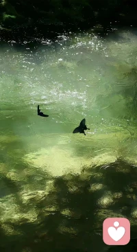 对不起，请原谅，谢谢你，我爱你。

亲爱的，当你完全和自己沉浸，拥抱在一起的时候，

可以对镜子轻轻的慢慢的，反复说出这四句话，

看着自己的眼睛，

感受一下此时此刻，从心里流淌出来的感觉。

无论是什么，都允许她们流经自己……配图