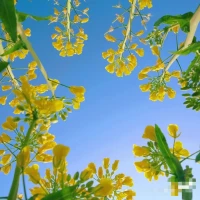 每個(gè)人都向往詩(shī)和遠(yuǎn)方，但平凡的生活才是日常，生活從來(lái)都不缺風(fēng)景，難得的是有心來(lái)賞。只要心存美好，平淡的生活也是快樂(lè)!配圖