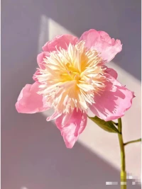 “幸福沒有標準，快樂不 
止一條路，自己喜歡的日子便是好日子”配圖