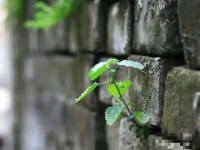 一切生命都是向上、向陽、向善的！配圖