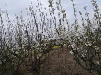 又一年繁花滿枝，草木芊芊，新綠滿山坡……
小園香徑獨徘徊……配圖