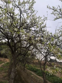 又一年繁花滿枝，草木芊芊，新綠滿山坡……
小園香徑獨徘徊……配圖