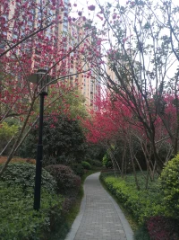 又一年繁花滿枝，草木芊芊，新綠滿山坡……
小園香徑獨徘徊……配圖
