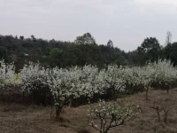 又一年繁花滿枝，草木芊芊，新綠滿山坡……
小園香徑獨徘徊……配圖