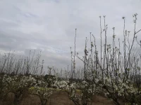又一年繁花滿枝，草木芊芊，新綠滿山坡……
小園香徑獨徘徊……配圖