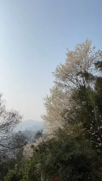 如何安撫這顆心2

如我那三件事，第一件事，我認為我只有在那個讀書會才能讓自己堅持去讀傳統文化去幫助實現自己理想的人生（雖然我讀的書不多，但兜兜轉轉的學習之后，我發現我懂得的許多道理都在我們的傳統文化里，而且是至簡明了地告訴我們），第二件事，我認為我花了錢買了課進入了團隊，就要馬上看到那個團隊在如何教我走向真正需要幫助的人們，讓自己獲得成長的同時又幫助了他人，第三件事，我想，以上兩條路走得不堅實，我只有依靠在社區組織公益讀書會了，看到社區工作人員的態度，我想很可能沒有人響應，那我這條路也沒辦法走下去了。為此我反來復去地煩惱，第一件事我在搖擺中，第二件讓我心神不悅，第三件事我怕結果不理想，我畏步不前。這樣的直面，我也無數次想過，但沒有寫下來，或者讓自己堅定的時機還沒有到，我想我現在知道我該怎么做了。

我還想說，人只有親身體會過，才知道那種搖擺不定有多折磨人，所以我理解你，那些身陷抑郁與煩惱的人有多痛苦，但是一定要記住，直面后就是堅定在行動，跟唯有行動才能改變，哪怕微小的行動都有效應的，輕柔的雪花，如經年累月的堆積，就會產生大的力量——雪崩，你的行動，根本要不了那么久，借助外力的幫助，你也可以慢慢走向你想成為的樣子。配圖