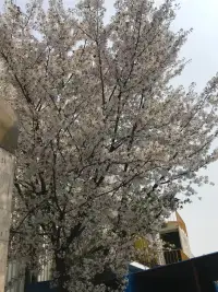 有人說：
林深時見鹿，海藍(lán)時見鯨，夢醒時見你。
可實際卻是：
林深時霧起，海藍(lán)時浪涌，夢醒時夜續(xù)。不見鹿，不見鯨，也不見你。
但終究：
鹿會踏霧而來，鯨會隨浪而涌。
而你沒回頭，又怎知我不在。配圖