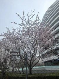 春从不解释绽放的理由  
——它只负责让万物 找到自己的光配图
