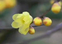 教育是一個(gè)靈魂喚醒另一個(gè)靈魂，是一顆心靈感召另一顆心靈，是一個(gè)生命點(diǎn)燃另一個(gè)生命的力量。家長(zhǎng)需要做的是：保護(hù)好孩子的自尊，呵護(hù)好孩子明凈的心靈，讓他們見(jiàn)微知著、觸類旁通、自覺(jué)自悟，在成長(zhǎng)中收獲自尊、自信，樹(shù)立生命價(jià)值意識(shí)，當(dāng)有一天，孩子驚喜地感受到一種躍動(dòng)的活力、一種難以遏制的生命激情與力量的時(shí)候，教育也就觸及到了其真正的本質(zhì)——“喚醒”，這也正是心教育的精髓與智慧之所在！配圖