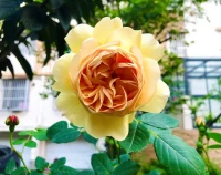 教育孩子的三根支柱：第一，給孩子無條件的愛
第二，培養(yǎng)孩子價(jià)值感  第三，培養(yǎng)孩子成長(zhǎng)型思維配圖