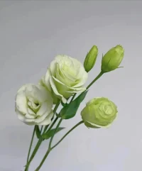 如果我們太強(qiáng)了，強(qiáng)到都不敢承認(rèn)脆弱，那才是真的脆弱，外強(qiáng)中干。
要接納自己，很難。因?yàn)樵陂L(zhǎng)大的過(guò)程中，一直被要求、被評(píng)判、被挑剔，我們把這些內(nèi)化了，就學(xué)會(huì)了要求、評(píng)判、挑剔自己。套用育兒的話說(shuō)，就是我們學(xué)會(huì)了“有條件地愛(ài)自己”。
當(dāng)我們不接納自己時(shí)，心里的羞愧、內(nèi)疚、自責(zé)、挫敗的感覺(jué)，都是阻力，它們需要耗費(fèi)很多心理能量去中和抵消。
練習(xí)對(duì)自己說(shuō)：我很好，我接受這樣的我自己，我愛(ài)我自己。
練習(xí)一個(gè)動(dòng)作：雙臂交叉，兩手放于鎖骨下。抱抱自己，我愛(ài)我自己。配圖