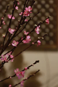 快樂(lè)稍縱即逝而喜悅會(huì)持久
我們?cè)谶x擇的時(shí)候，或者出于恐懼，或者出于愛。
你選擇的哪個(gè)？配圖