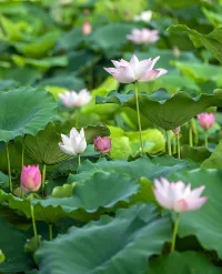 孩子沉迷游戲，是因為孩子自己愛玩游戲？還是因為缺少父母的關(guān)愛導致孩子只能玩游戲？大部分的孩子都是因為缺少父母的關(guān)愛，才讓孩子在游戲中找到安慰。（父母的關(guān)系決定孩子的人格）配圖
