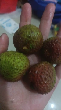 妃子笑的由來：楊貴妃在成為唐玄宗李隆基的妃子后，李隆基對其百般寵愛。楊貴妃喜歡吃荔枝，到了成熟的季節，想要每天都能吃到新鮮荔枝。但荔枝產于南方，多在兩廣、福建、四川、臺灣等地;而唐朝的都城卻在西安，離最近的荔枝產地尚有千里之遙。再加上鮮荔枝難以保存，“一離本枝，一日而變色，二日而變香，三日而變味，四五日外色香味盡去矣。”
唐玄宗為了楊貴妃，命人用快馬日夜不停地運送，常常味道不變就已達京師。而后，晚唐詩人杜牧路經華清宮抵達長安時，有感于唐玄宗、楊貴妃荒淫誤國而作了一首題目叫《過華清宮》的絕句，中間有名句專門寫此事：“一騎紅塵妃子笑，無人知是荔枝來。”至今荔枝中仍有一個品種叫做妃子笑，是由此而得名。配圖