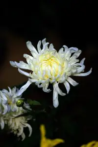 隨著時(shí)間的的消失，今晚是親人在人世間的最后的一個(gè)夜晚了，。唉…………人生無常啊配圖