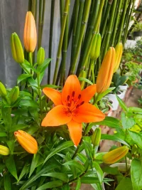 百合花……………………配圖