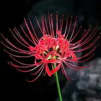 ，如果天堂真的很美，希望我的過世的親人和第一個寶貝，安心(?????)配圖