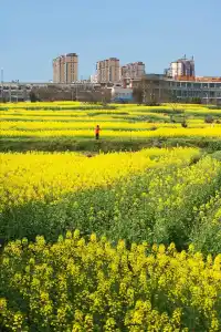 滿地（油菜花）……太漂亮了配圖