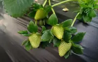 分享下午時光…………配圖