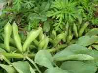 分享下午時光…………配圖