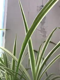 如果一個人長期刷手機看短視頻，他的深度思考能力會隨之下降。一個人的深度思考能力，體現在處理復雜邏輯鏈時的信息量，我們的表現一方面基于我們受過的思考方式訓練，另一方面取決于我們大腦的工作記憶。如果長期碎片化的接受信息，我們大腦的工作記憶就會受到影響，喪失處理復雜信息的能力。接受碎片化信息->大腦思考能力下降->難以吸收復雜的信息->更喜歡看膚淺的碎片化信息->大腦思考能力進一步下降。形成惡性循環。同時，工作記憶還會影響你的意志力。計算15+2=？顯然不需要太多意志力對吧？因為這太簡單了。計算15+828285-15=？這道題就不一樣了，哪怕允許你用紙筆計算，恐怕也沒幾個人愿意專門的計算它吧？畢竟很麻煩啊。很多拖延行為的本質就是我們的能力不足以快速處理復雜信息，這導致了痛苦的產生，于是大腦為了逃避痛苦，產生了拖延行為。配圖