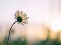生命需要自信和勇氣，生命需要智慧的心靈。人生一世，時光短暫，歲月流逝的日月，善良與愛，是點亮心燈照亮心路的至寶，用心感受人生真諦，過好每一天。配圖