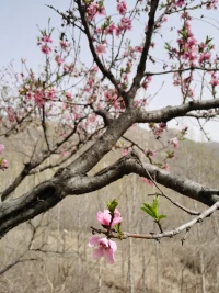 憤怒、嫉妒、悲傷、羞恥、恐懼……，這些我們與生俱來的情緒，是人類個體表情達意的原動力，也是我們生命最初的能量，會使我們墜入痛苦的深淵或沉醉于狂喜之中，也會直接或間接影響我們的成功和失敗。我們無法否認情緒的力量，它對我們的選擇、我們的人際關系，以及我們的健康所產(chǎn)生的影響，但我們可以學著控制自己的情緒，不被情緒裹挾，將情緒轉(zhuǎn)化成一種積極的力量。配圖