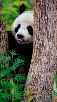 不要因為錯過了愛而痛苦，
也許你錯過的是痛苦和悲傷。
所有錯過的都是應該錯過的，
一切都是最好的安排。
希望你用今天的光陰，
重建一份明天的美好。配圖