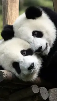 著名心理學家榮格曾經說過：母性指向親密，指向融合；父性指向分離，指向規則。如果家長給孩子這樣的原生家庭，將會是一筆豐厚的家產！祝福并伴隨她未來越走越順、越來越好、幸福滿足！配圖