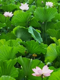 心理学小知识：肥皂水效应是指将批评夹在赞美中，将对他人的批评夹裹在前后肯定的话语之中，减少批评的负面效应，使被批评者愉快地接受对自己的批评。
人无完人，赞美和批评都是在交往过程中必不可少的。巧妙的提出自己的意见，让相处更融洽。配图