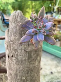 情緒可以作為內心的指示器，幫助我們了解自己的真實需要，體察當前的身心狀況。所以，我們應該視情緒為最真誠的朋友，而不是添麻煩的害人精。但對有些人來說，一些情緒和情感真的太劇烈太痛苦，實在令人難以承受，產生這些情緒時，人會感到脆弱、渺小、無助，有時還伴隨著自我厭惡與貶低，而這又更加劇了內心的痛苦。
于是防御機制就將這些情緒深深地壓抑了，人在意識上也會否認自己有過這些情緒。而咨詢就是把壓抑和扭曲的情緒慢慢呈現出來，同時承認它們的合理性，這非常困難，而且費時費力，但它卻是治療的關鍵。配圖