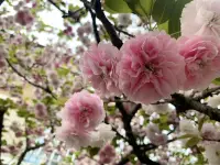 生命的重點(diǎn)，不在於如何超越別人，戰(zhàn)勝別人，擊垮別人，而是在於活著，健康地活著，善待自己，善待眾生，關(guān)照自心，降伏自心，放下我執(zhí)，開悟智慧，參越輪回。世間除了慈悲，皆是無常。配圖