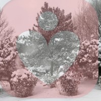 小花疗愈