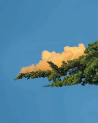 你看如此花樹，在深山中自開自落。
你未看此花時，此花與汝心同歸于寂。
你來看此花時，則此花顏色一時明白起來。
方可便知此花，不在你的心外。配圖