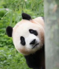 內心的光，不問外界陰晴；
熱愛的事，全情投入始終；
生活的路，雖坎坷且美好；
陽光總在，溫暖每個晨昏。配圖