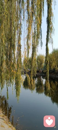 落葉知秋，走在落葉的秋天里，秋天的落葉，秋天的葉路，秋天的河流，秋天的小橋，似乎間有些說不出來的傷感，快冷了，快涼了，唉，快被凍地瑟瑟發發抖了……我問落葉，是否也有傷感？秋葉快樂地回答：你看，到了秋天，我們會五彩繽紛，絢麗多姿，秋風吹來，我們隨著風翩翩起舞緩緩落下，擁抱著大地，親吻著大地母親，我們終于開心快樂幸福安寧地回家了，哪來的傷感的理由呢？看來我多慮了，我不是秋葉，哪能真的體會到秋葉的感受呢？配圖