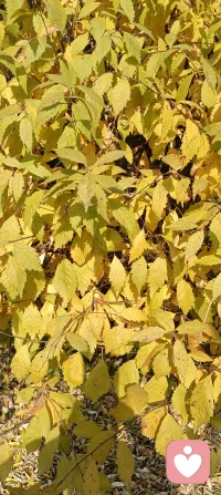 落葉知秋，走在落葉的秋天里，秋天的落葉，秋天的葉路，秋天的河流，秋天的小橋，似乎間有些說不出來的傷感，快冷了，快涼了，唉，快被凍地瑟瑟發發抖了……我問落葉，是否也有傷感？秋葉快樂地回答：你看，到了秋天，我們會五彩繽紛，絢麗多姿，秋風吹來，我們隨著風翩翩起舞緩緩落下，擁抱著大地，親吻著大地母親，我們終于開心快樂幸福安寧地回家了，哪來的傷感的理由呢？看來我多慮了，我不是秋葉，哪能真的體會到秋葉的感受呢？配圖