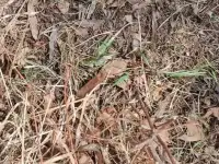 今天去公園健身，看到路陽面太陽照到的地方，有膽子大的小草變綠了，而路陰面太陽照不到的地方，就看不見綠色。
有此，我聯想到，我們的內心感知事物也是有兩面性的，有的人遇事就知道往壞處想，腦海里都是消極的東西，結果，看不見希望，沒有了力量，更沒有了方向；而有的人，善于轉過身來看陽面，遇事總能看到積極的一面，活力滿滿，也就能讓自己看見希望，讓自己充滿力量，結果不言而喻。
其實，這就是我們每個人日常的兩種思維模式。
看到此微博的朋友，弱弱問一句，你傾向于哪種思維模式呢？配圖